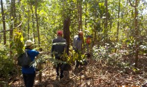 RESORT SITUGAL DAN RESORT ONANGAN LAKSANAKAN PENANAMAN PAKAN GAJAH