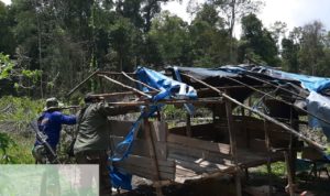 TIM PATROLI PERLINDUNGAN DAN PENGAMANAN KAWASAN KONSERVASI SPTN WILAYAH I LKB RESORT LKAS BALAI TN TESSO NILO HANCURKAN PONDOK DAN KAYU DI KAWASAN HUTAN