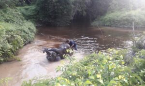 DINAS PARIWISATA DAN BUJANG DARA KABUPATEN PELALAWAN SAMBANGI TN TESSO NILO BUAT VIDEO PROMOSI WISATA