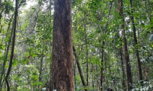 TIM SPTN WILAYAH II BASERAH TN TESSO NILO LAKSANAKAN PENANAMAN