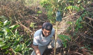 SPTN WILAYAH I LKB TN TESSO NILO TANAM 6250 BIBIT DI AREAL PE