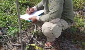 PE REHAB DAS TN TESSO NILO, PETUGAS KEMBALI LAKUKAN MONEV