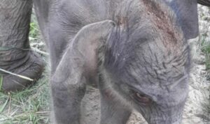 KABAR GEMBIRA !! SATU EKOR ANAK GAJAH SUMATERA LAHIR LAGI DI TN TESSO NILO